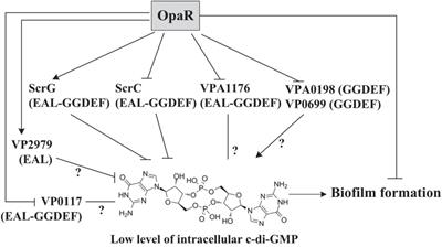 OpaR Controls the Metabolism of c-di-GMP in Vibrio parahaemolyticus